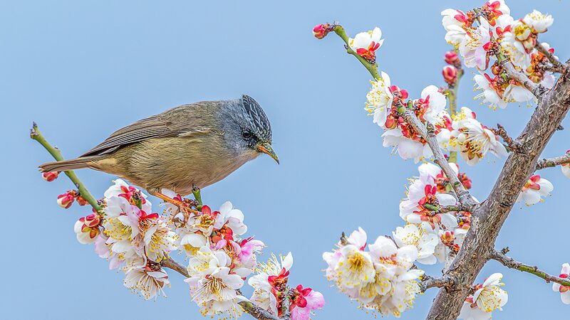 El_Distrito_de_Nanchuan_en_Chongqing_florece_con_ma_s_de_60_variedades_de_ciruelos_y_vibrante_avifauna___
