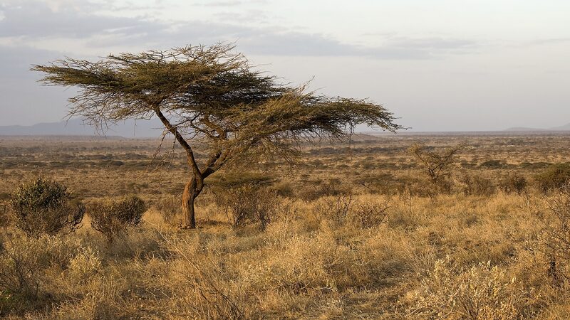 El_empeoramiento_de_la_sequi_a_en_Kenia_pone_a_millones_en_riesgo_de_hambruna___
