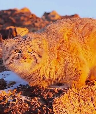 El_gato_de_Pallas_dorado_brilla_en_las_heladas_praderas_de_Hulunbuir__ video poster