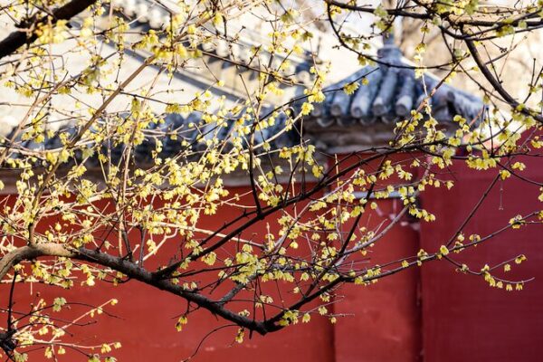 Flores de Invierno Anuncian la Primavera en el Histórico Templo de Pekín 🌼 Flores_de_Invierno_Anuncian_la_Primavera_en_el_Histo_rico_Templo_de_Peki_n__