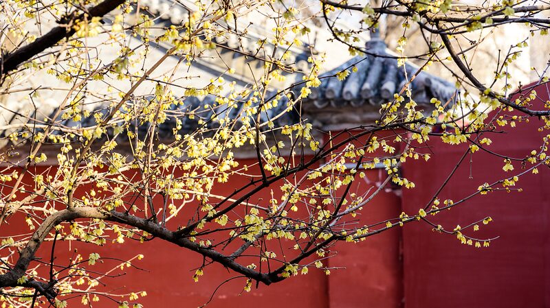 Flores_de_Invierno_Anuncian_la_Primavera_en_el_Histo_rico_Templo_de_Peki_n__