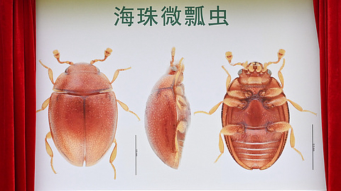 __Hallazgo_Emocionante___Nueva_Especie_de_Insecto_Revelada_en_los_Humedales_de_Guangzhou_