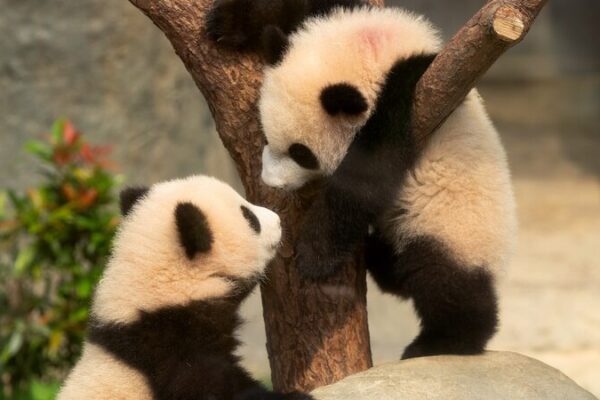 Hong_Kong_presenta_sus_primeros_cachorros_de_panda_nacidos_localmente___