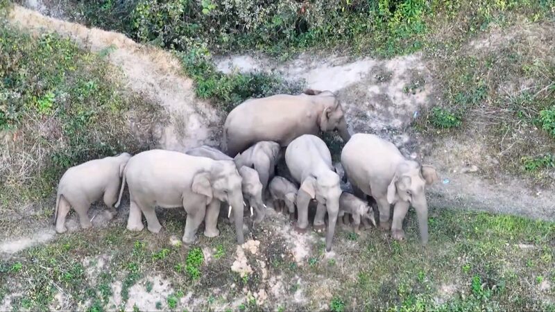 La icónica manada de elefantes errantes de China se expande con nuevos crías 🐘🌿 La_ico_nica_manada_de_elefantes_errantes_de_China_se_expande_con_nuevos_cri_as___ video poster