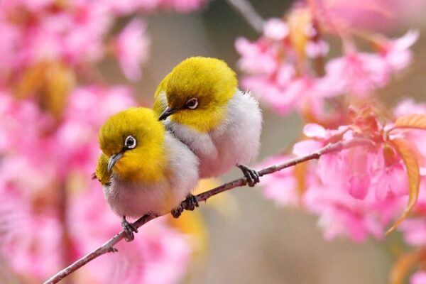 La primavera despierta: los cerezos en flor y las aves iluminan el río Nanming en Guiyang 🌸🕊️ La_primavera_despierta__los_cerezos_en_flor_y_las_aves_iluminan_el_ri_o_Nanming_en_Guiyang____