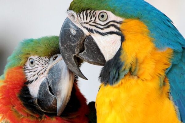 Loros guacamayos coloridos iluminan el Zoológico de Shanghái esta primavera 🦜🌈 Loros_guacamayos_coloridos_iluminan_el_Zoolo_gico_de_Shangha_i_esta_primavera___