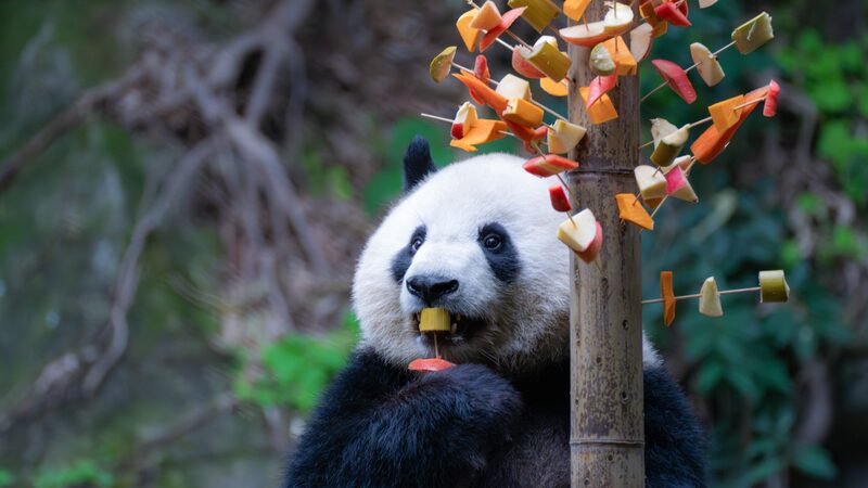 _Los_pandas_gigantes_de_Chongqing_disfrutan_de_brochetas_de_frutas_y_vegetales_sabrosas____