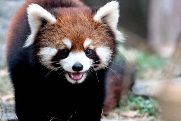 Los_pandas_rojos_alegran_a_todos_en_el_zoolo_gico_de_Shangha_i___