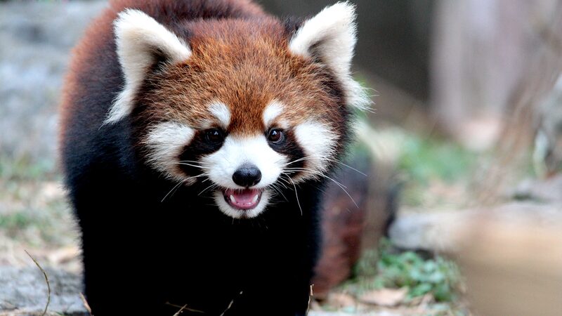 Los_pandas_rojos_alegran_a_todos_en_el_zoolo_gico_de_Shangha_i___