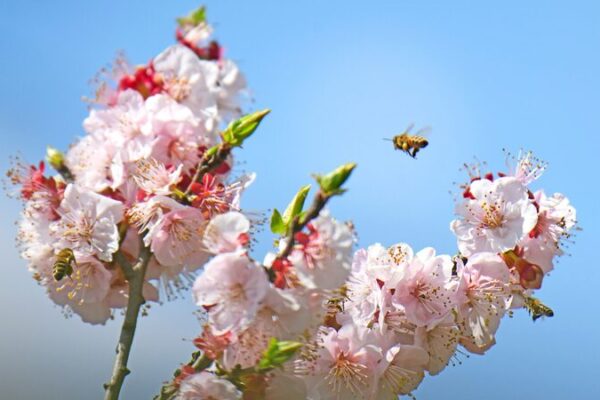 Magia de primavera: Las flores de albaricoque de Yunnan crean un mundo rosa 🌸 Magia_de_primavera__Las_flores_de_albaricoque_de_Yunnan_crean_un_mundo_rosa__