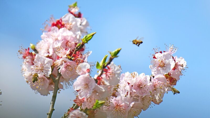 Magia_de_primavera__Las_flores_de_albaricoque_de_Yunnan_crean_un_mundo_rosa__