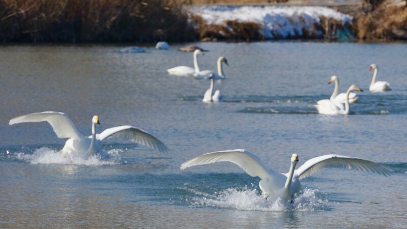 Número Récord de Cisnes Acuden al Humedal de Xinjiang 🦢✨ Nu_mero_Re_cord_de_Cisnes_Acuden_al_Humedal_de_Xinjiang___