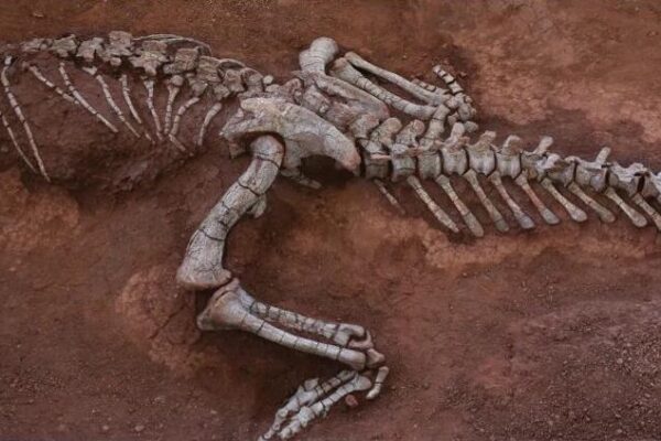 Nueva_especie_de_dinosaurio_descubierta_en_el_suroeste_de_China