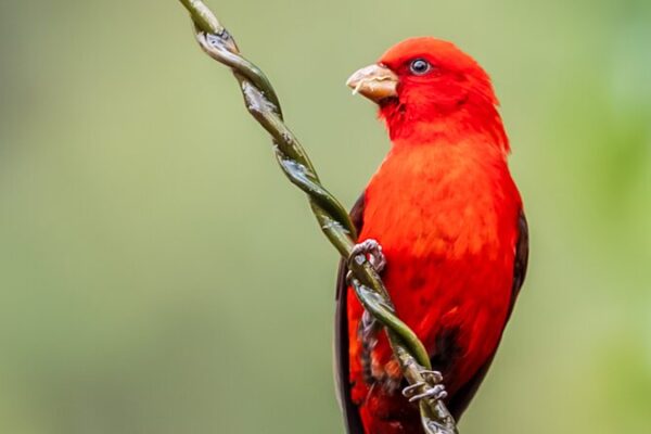 Pinzones escarlata rubí encantan a los observadores de aves en Yunnan 🐦❤️ Pinzones_escarlata_rubi__encantan_a_los_observadores_de_aves_en_Yunnan____