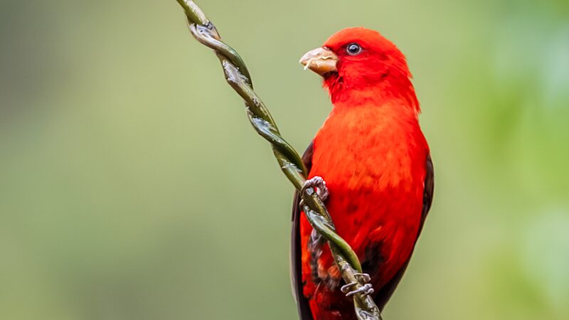 Pinzones_escarlata_rubi__encantan_a_los_observadores_de_aves_en_Yunnan____