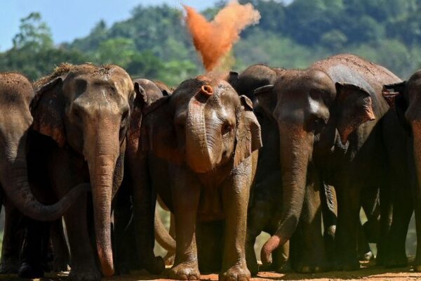 Sri_Lanka_enfrenta_un_tra_gico_conflicto_humano_elefante__ma_s_de_3_000_elefantes_y_1_190_personas_fallecidos