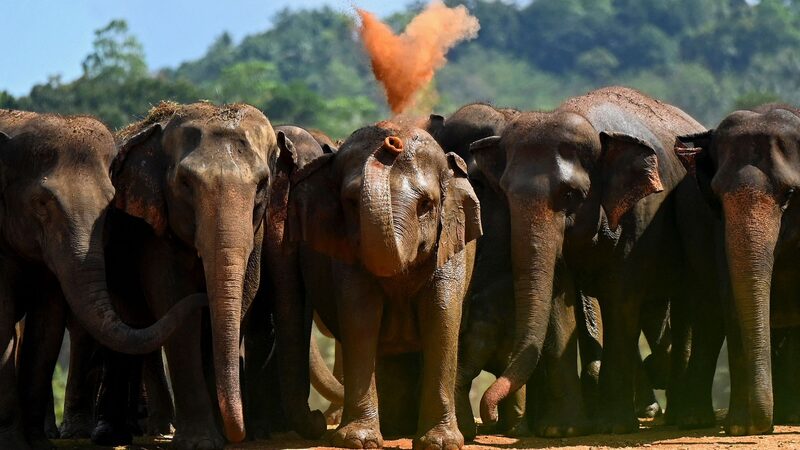 Sri_Lanka_enfrenta_un_tra_gico_conflicto_humano_elefante__ma_s_de_3_000_elefantes_y_1_190_personas_fallecidos