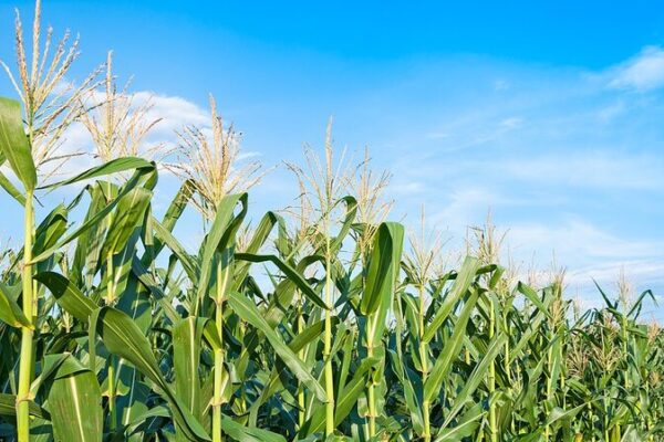 Técnica revolucionaria de edición genética reduce la altura de las plantas de maíz para mayores rendimientos 🌽✨ Te_cnica_revolucionaria_de_edicio_n_gene_tica_reduce_la_altura_de_las_plantas_de_mai_z_para_mayores_rendimientos___