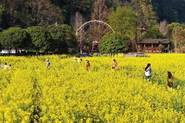 Impresionante Floración de Canola en Anhui, China Continental