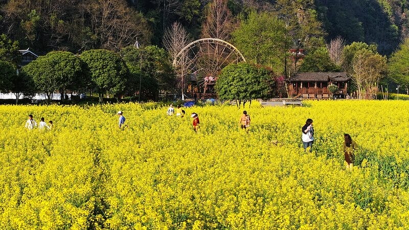 Impresionante Floración de Canola en Anhui, China Continental