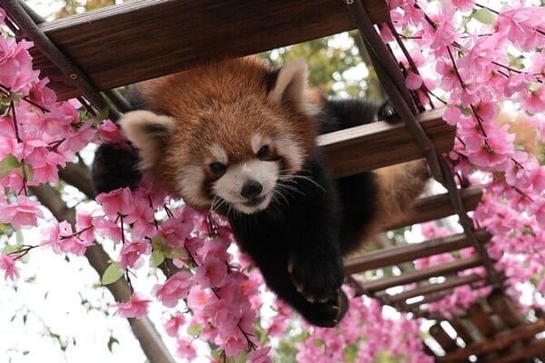 Aventura Floral: Los pandas rojos exploran en Chongqing Aventura_Floral__Los_pandas_rojos_exploran_en_Chongqing
