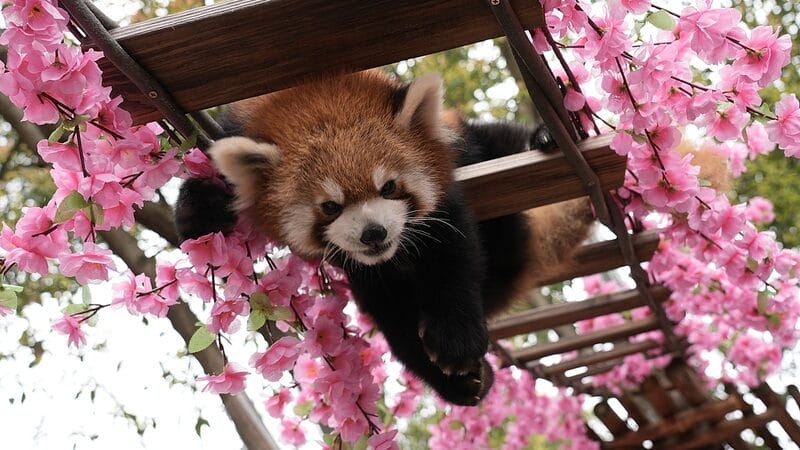 Aventura_Floral__Los_pandas_rojos_exploran_en_Chongqing