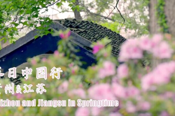 Belleza_en_Flor__Los_Rododendros_Iluminan_Jiangsu_y_Guizhou_esta_Primavera__ video poster