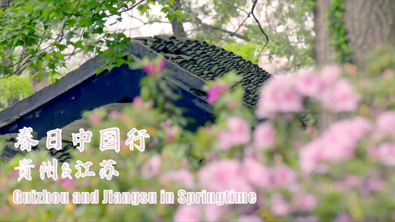 Belleza_en_Flor__Los_Rododendros_Iluminan_Jiangsu_y_Guizhou_esta_Primavera__ video poster