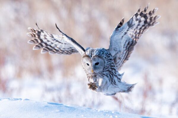 Búho Ural: Cazador Invernal en los Bosques Nevados de Yakeshi Bu_ho_Ural__Cazador_Invernal_en_los_Bosques_Nevados_de_Yakeshi