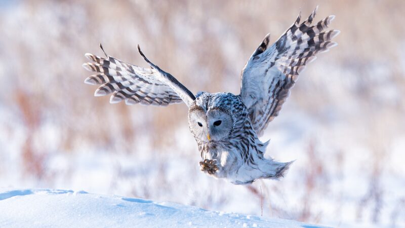 Bu_ho_Ural__Cazador_Invernal_en_los_Bosques_Nevados_de_Yakeshi