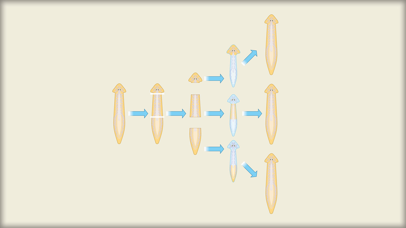La regeneración cósmica de las planarias en el laboratorio espacial de China