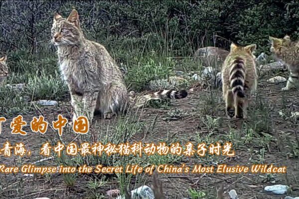 Cámara infrarroja revela la vida oculta del gato del desierto chino Ca_mara_infrarroja_revela_la_vida_oculta_del_gato_del_desierto_chino video poster