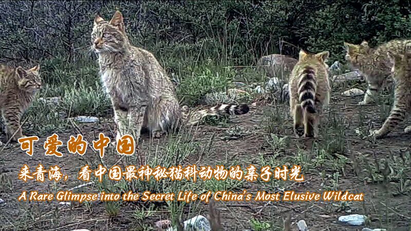 Ca_mara_infrarroja_revela_la_vida_oculta_del_gato_del_desierto_chino video poster