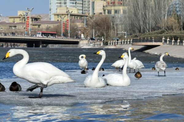 _Cisnes_salvajes_se_preparan_para_migrar_desde_el_Ri_o_del_Pavo_Real_en_Korla____