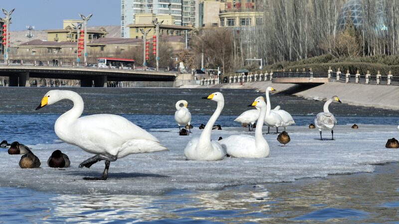 _Cisnes_salvajes_se_preparan_para_migrar_desde_el_Ri_o_del_Pavo_Real_en_Korla____