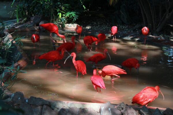 ¡Descubre el pájaro más rojo del mundo en el Parque de Aves Chimelong de Guangzhou! 🦜 _Descubre_el_pa_jaro_ma_s_rojo_del_mundo_en_el_Parque_de_Aves_Chimelong_de_Guangzhou___