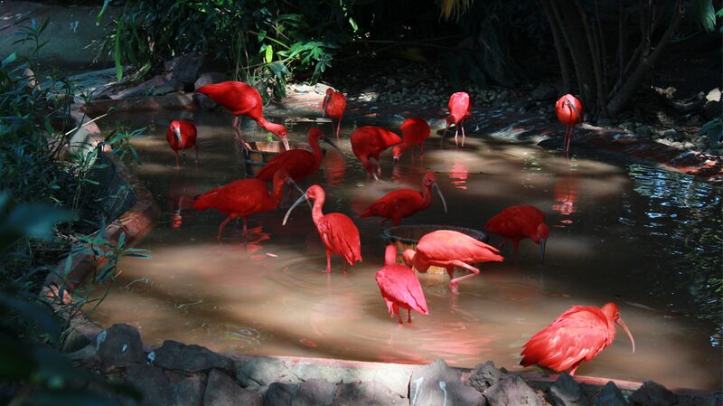 _Descubre_el_pa_jaro_ma_s_rojo_del_mundo_en_el_Parque_de_Aves_Chimelong_de_Guangzhou___