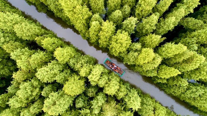 Di_a_de_Plantacio_n_de_A_rboles_Inspira_Esperanza_para_un_Futuro_ma_s_Verde