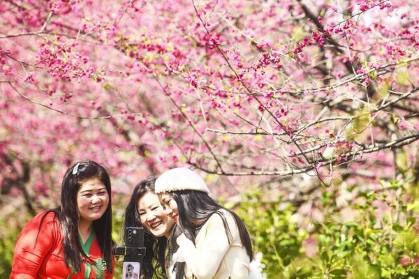 Espectáculo de Cerezos en Flor: 200 Hectáreas en Plena FloraciĂłn en el JardĂn de Luoqiao 🌸 Especta_culo_de_Cerezos_en_Flor__200_Hecta_reas_en_Plena_Floracio_n_en_el_Jardi_n_de_Luoqiao__