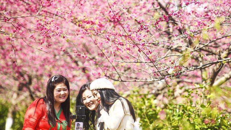 Especta_culo_de_Cerezos_en_Flor__200_Hecta_reas_en_Plena_Floracio_n_en_el_Jardi_n_de_Luoqiao__