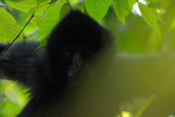 Explorando el Mundo de los Gibbons: Voces que Protegen la Naturaleza 🐒🌿 Explorando_el_Mundo_de_los_Gibbons__Voces_que_Protegen_la_Naturaleza___ video poster