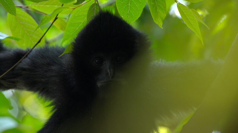 Explorando_el_Mundo_de_los_Gibbons__Voces_que_Protegen_la_Naturaleza___ video poster