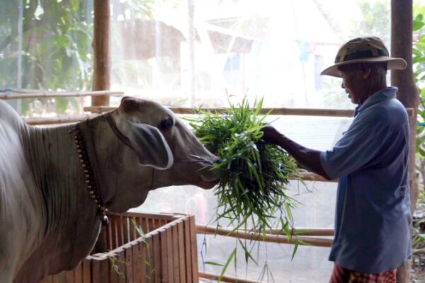 Familia de Camboya Transforma su Vida con Crianza de Ganado 🐄❤️ Familia_de_Camboya_Transforma_su_Vida_con_Crianza_de_Ganado____ video poster