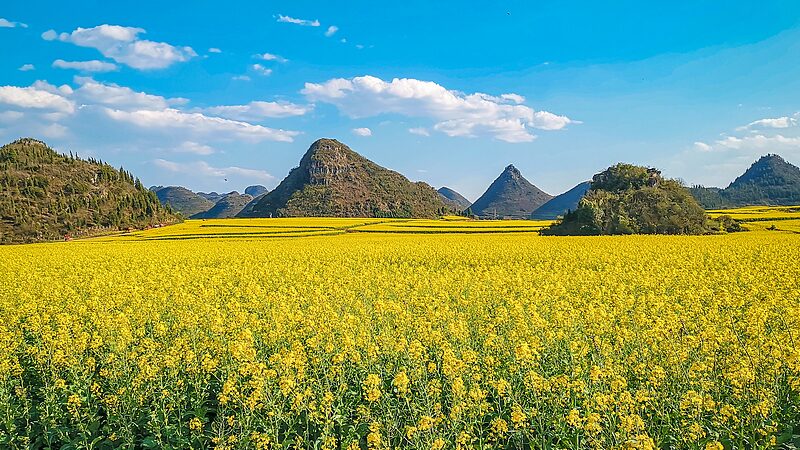 Flores_de_colza_son_adoras_iluminan_Luoping__Yunnan video poster