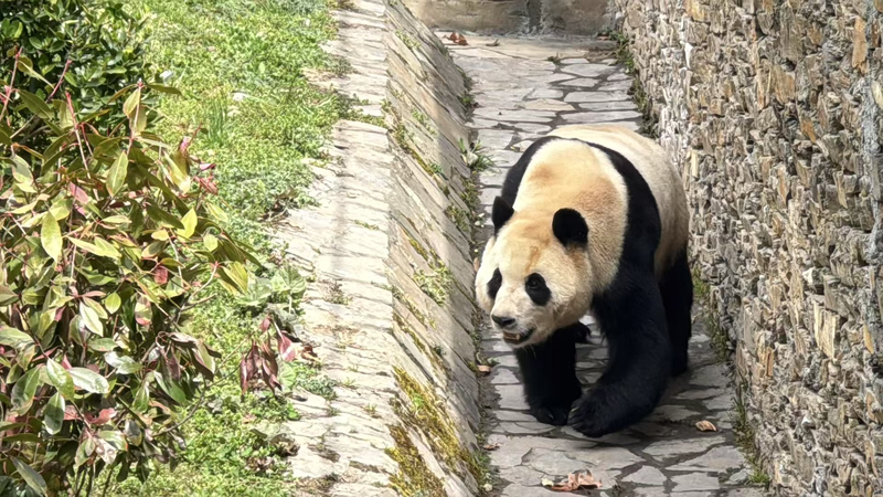 Fu_Bao_encanta_a_los_visitantes_con_un_alegre_regreso_en_la_Base_de_Pandas_Wolong