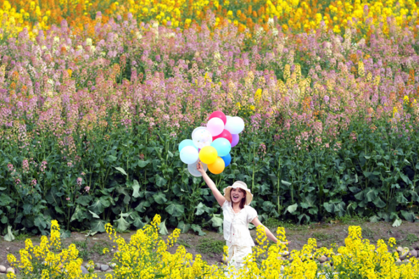 Revolución Vibrante de Colza en Sichuan Desata el Entusiasmo Primaveral video poster