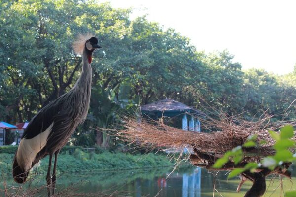 Grullas de África Oriental se elevan en el Parque de Aves Chimelong de Guangzhou 🌍🕊️ Grullas_de_A_frica_Oriental_se_elevan_en_el_Parque_de_Aves_Chimelong_de_Guangzhou____
