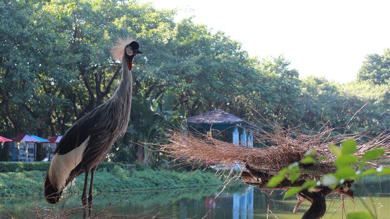 Grullas_de_A_frica_Oriental_se_elevan_en_el_Parque_de_Aves_Chimelong_de_Guangzhou____