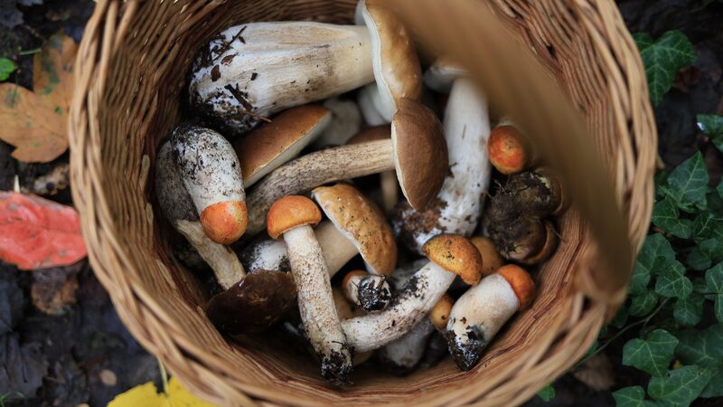 ¡Auge de Alimentos de Bosque en China: Superados los 200 Millones de Toneladas!