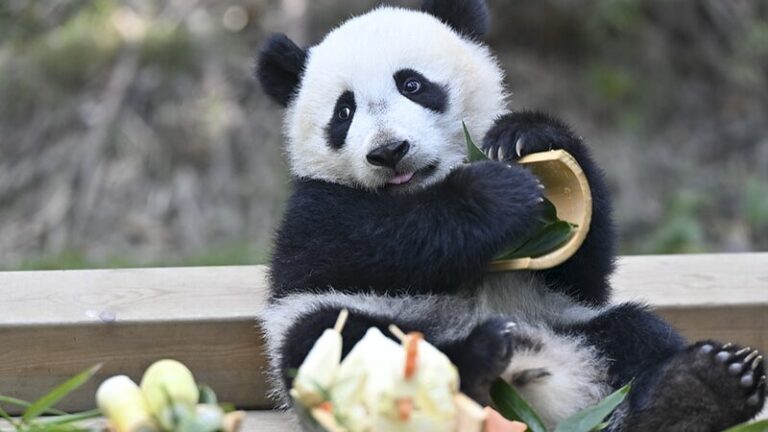 La_cri_a_de_panda_Mei_Zhu_conquista_corazones_en_su_hogar_renovado